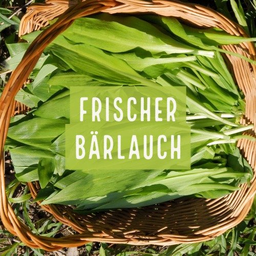 Frischer Bärlauch