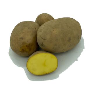 Kartoffel Belana (vorw. festkochend)