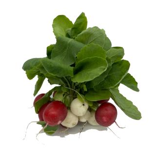 Radieschen bunt